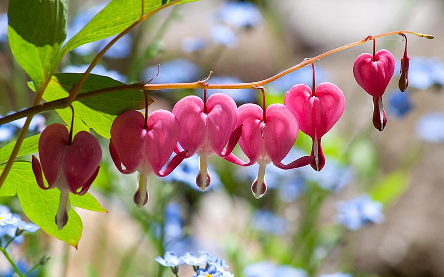 Bleeding Hearts