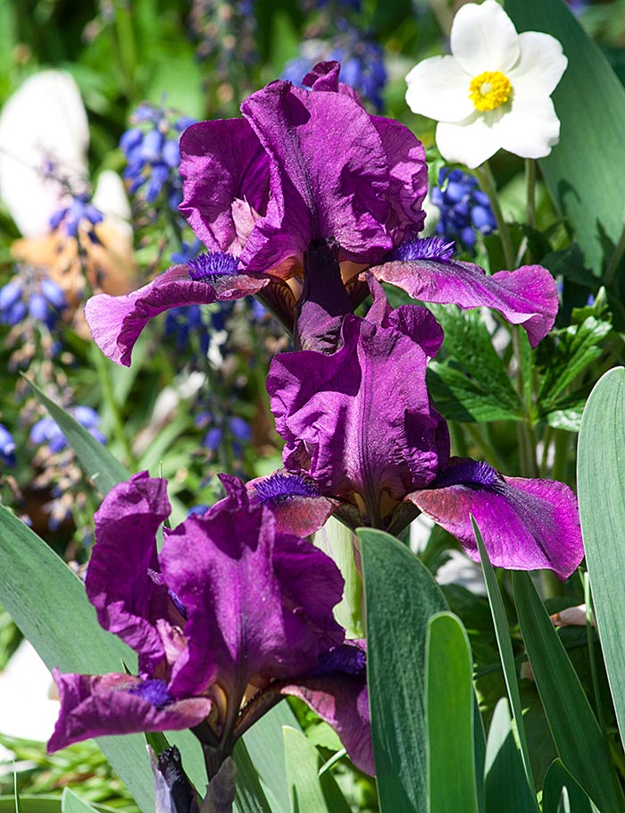 Irises