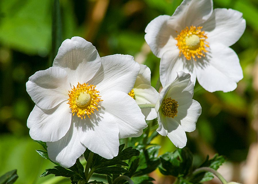 Sunny White
