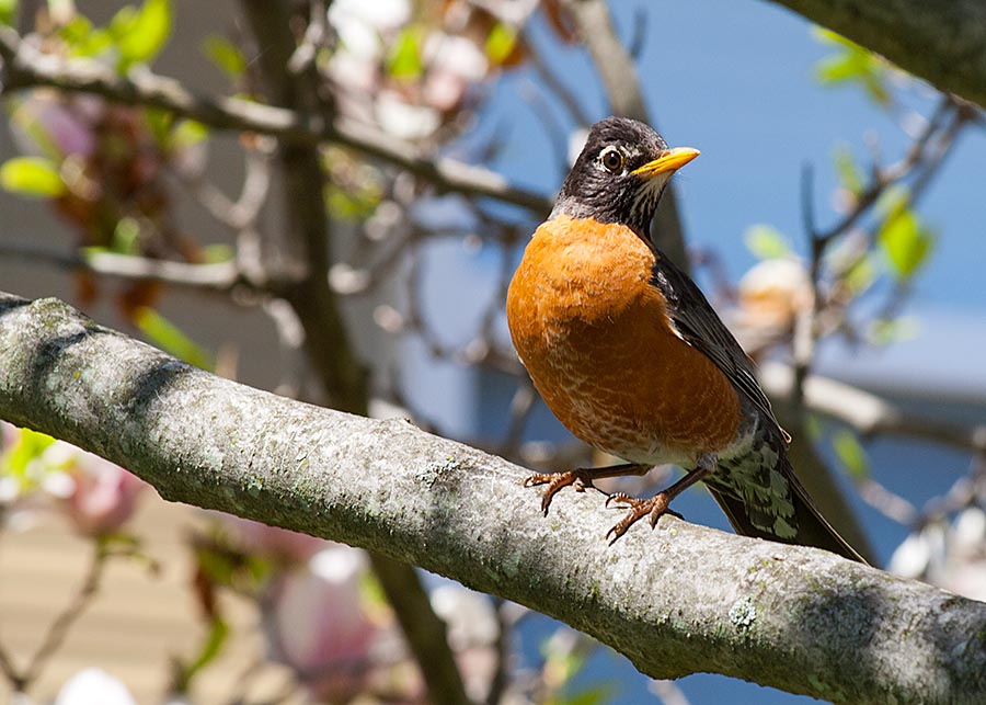 Robin