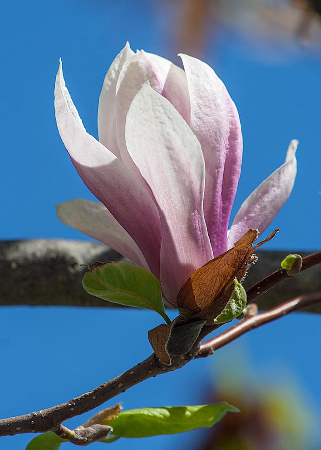 A Perfect Magnolia