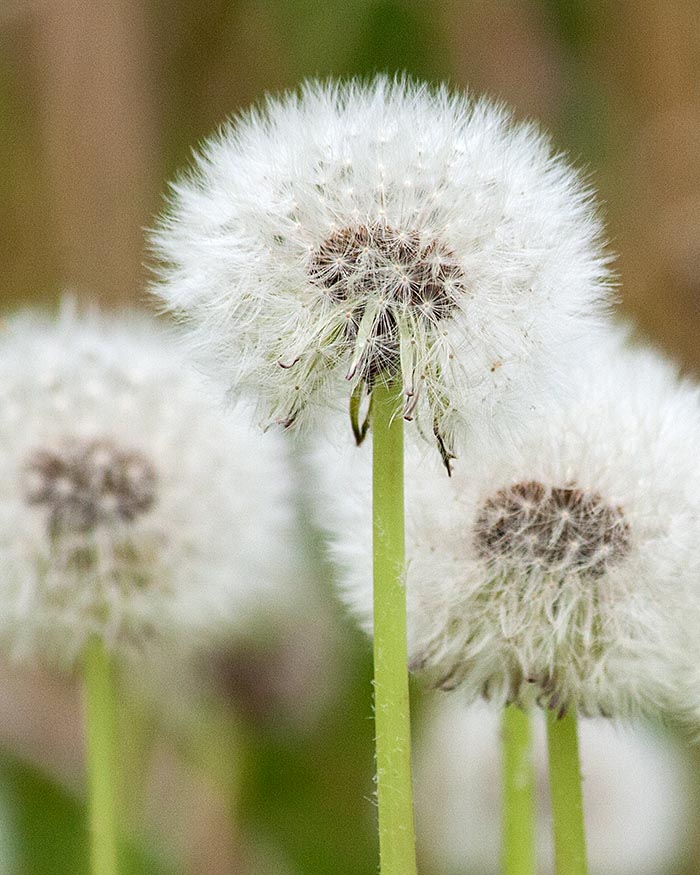 Gone to Seed