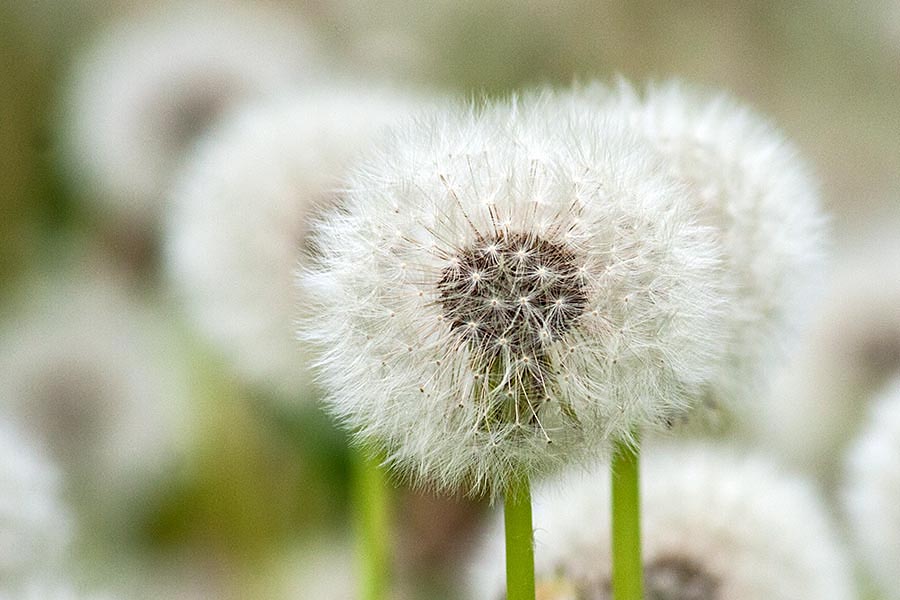 Fluff Balls
