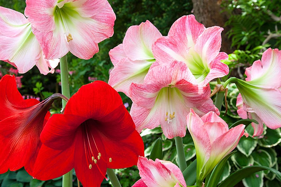 Blooming All at Once