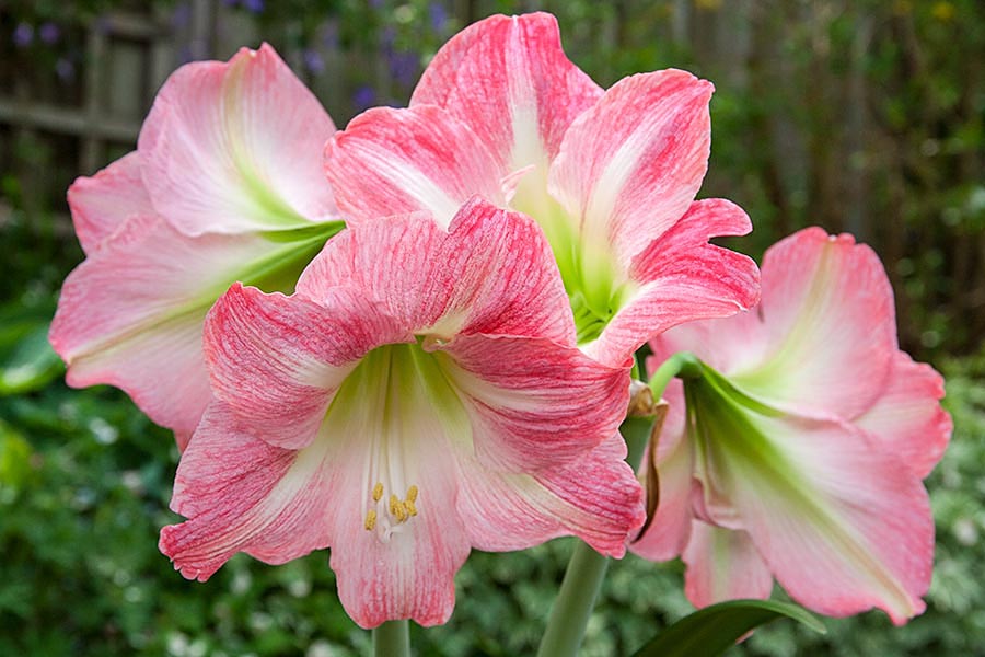 Four Flowers