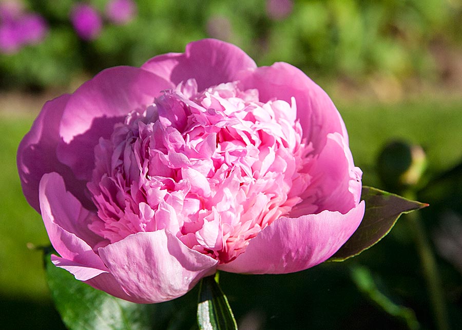 the First Peony