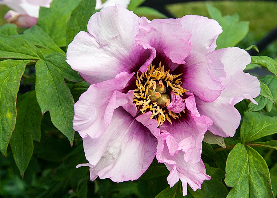 Purple Tree Peony