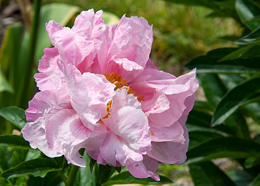 Frilly Pink Peony