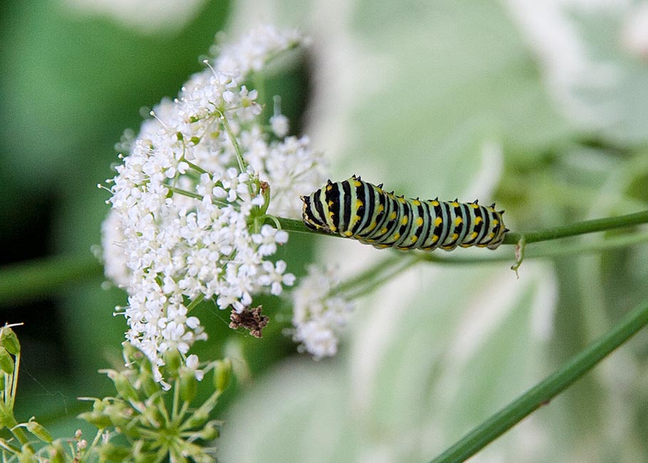 Second Swallowtail Caterpillar