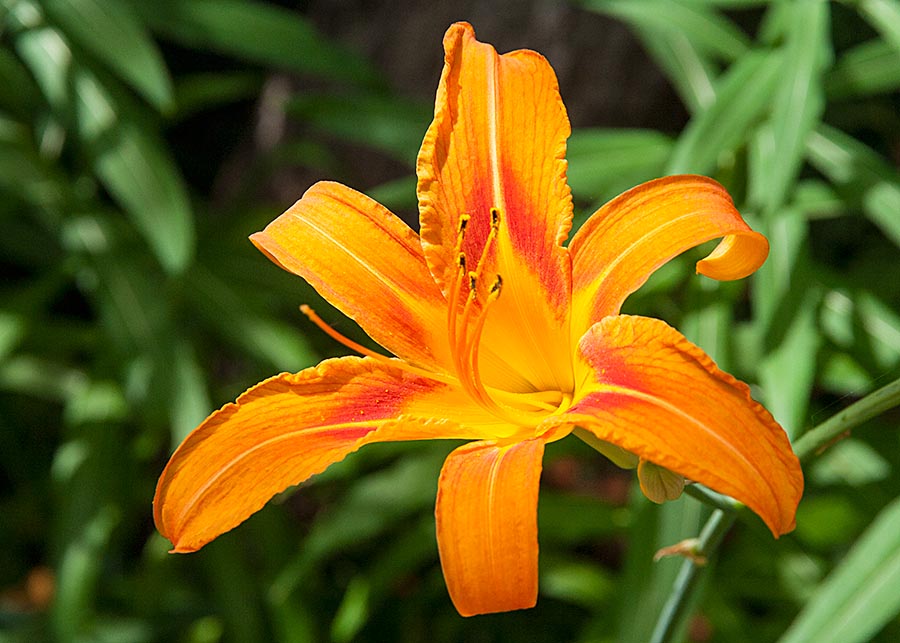 the First Day Lily
