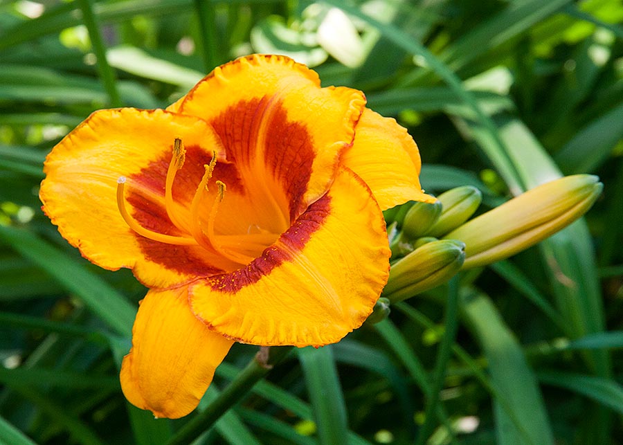 the First Fancy Day Lily