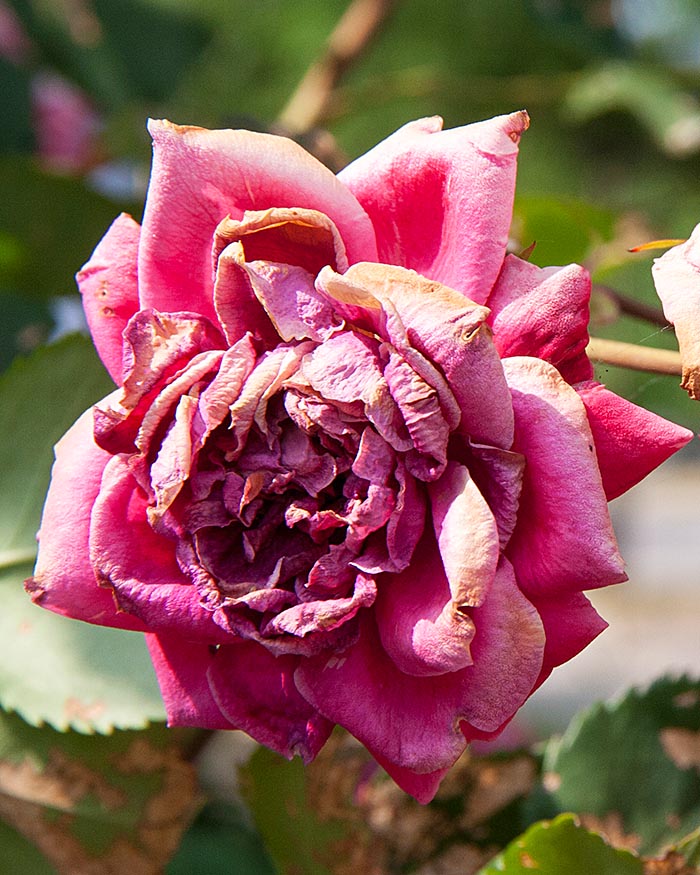 Shrivelled Rose
