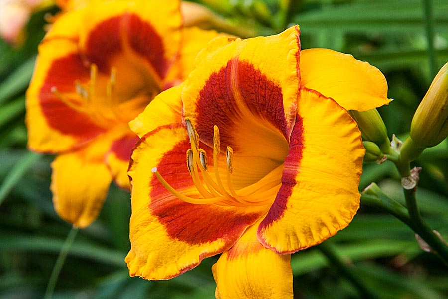 More Day Lilies