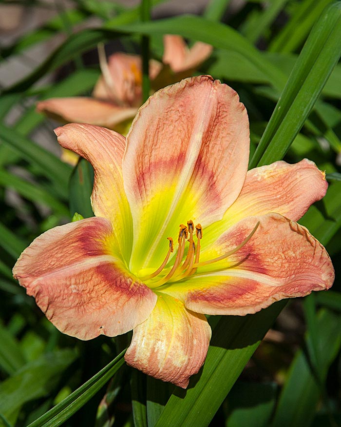 Another Day Lily