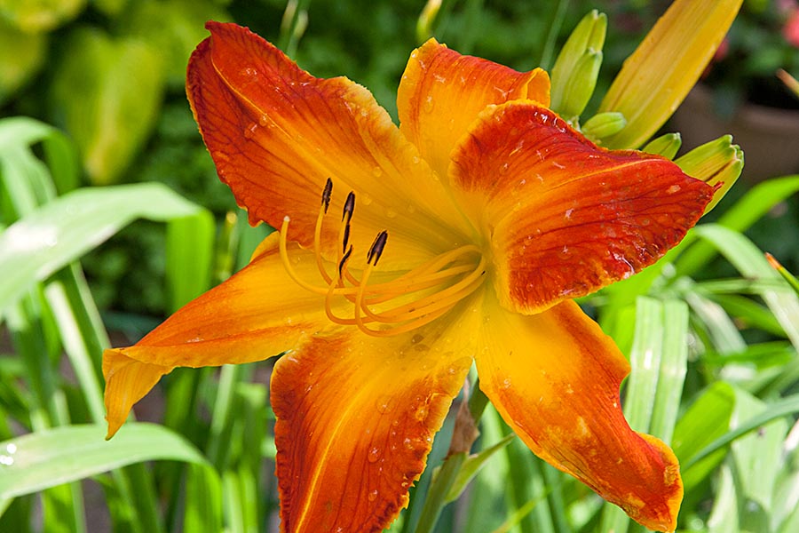 Another Day Lily