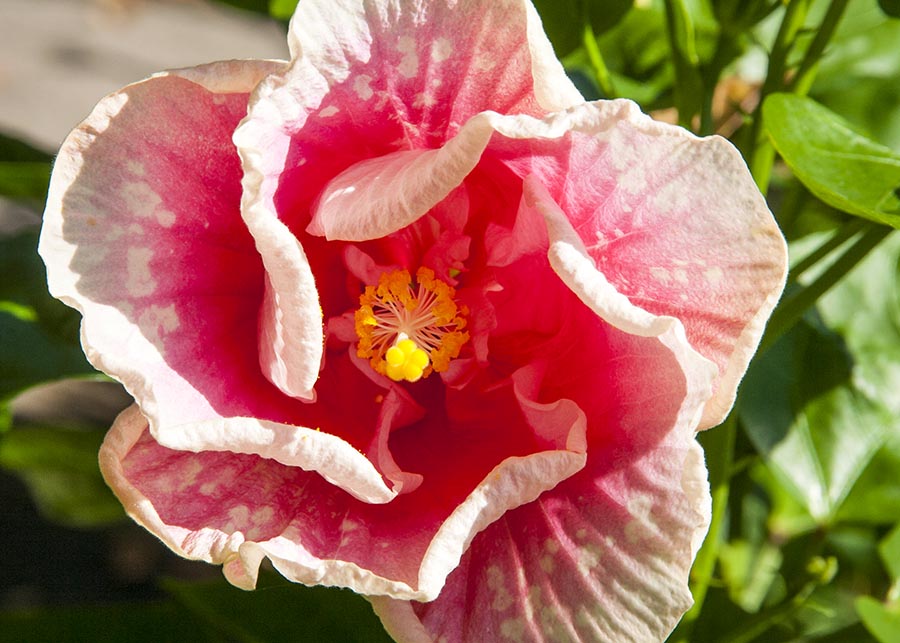 Hibiscus Opening