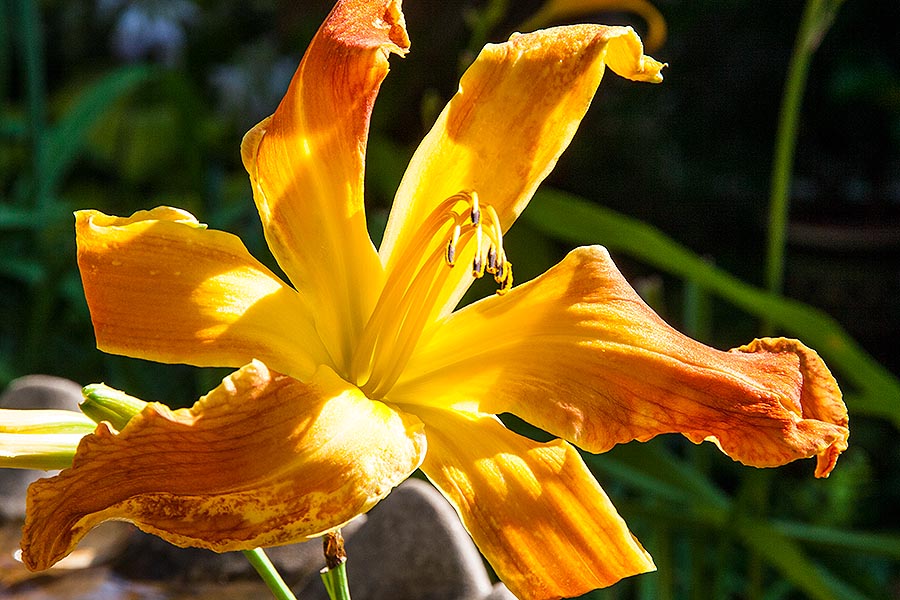 Spidery Day Lily