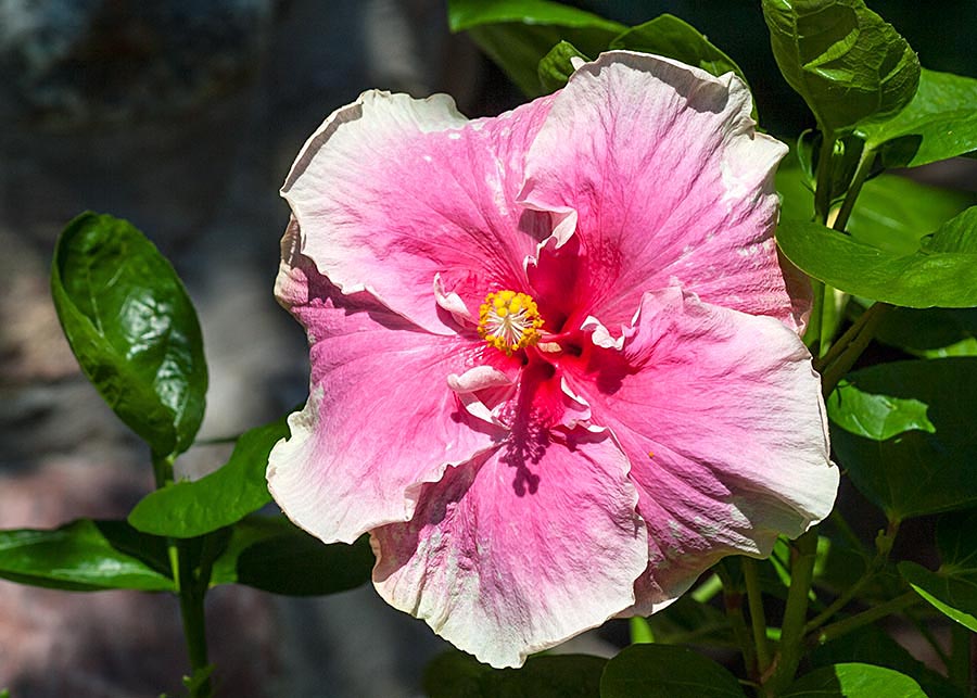 Buckeye Colours Hibiscus