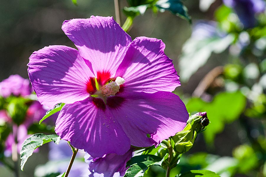 Rose of Sharon in the Morning Sun