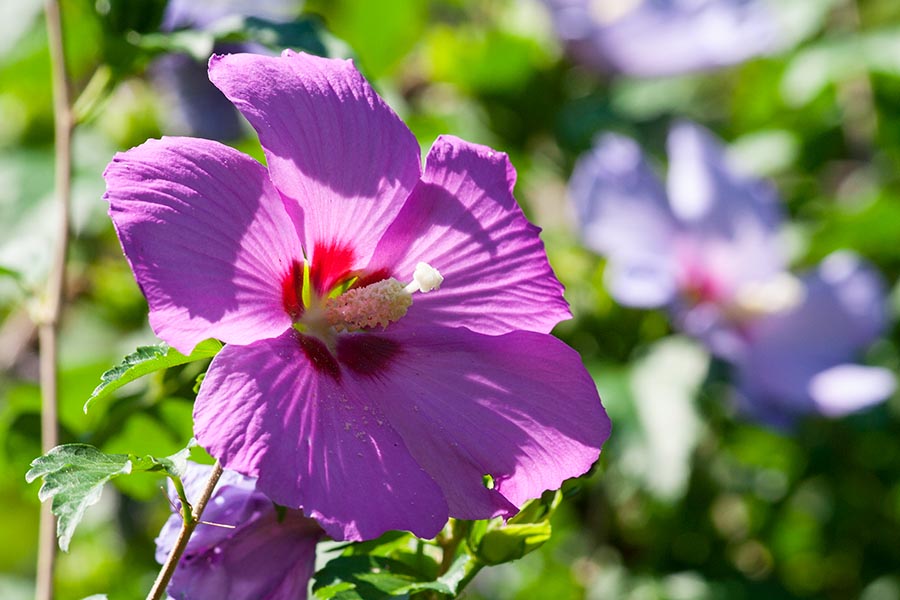 Another Pink Blossom