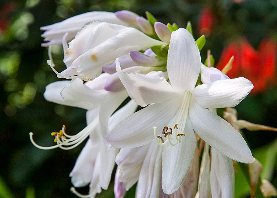 Later Hosta Blooms