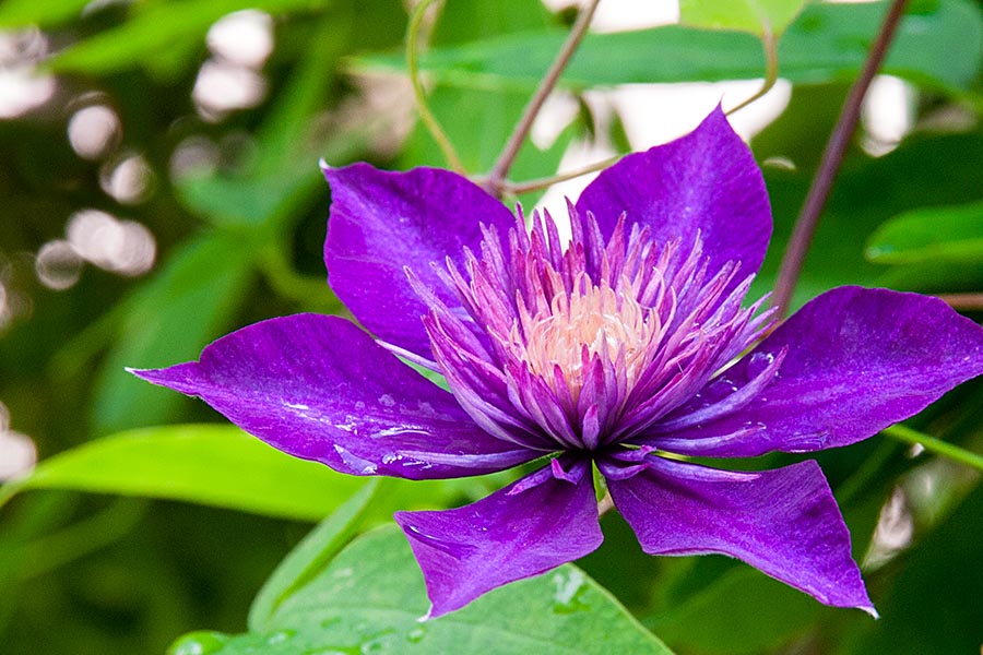 the Very Last Clematis