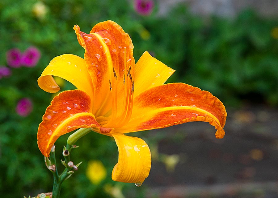 the Last Day Lily