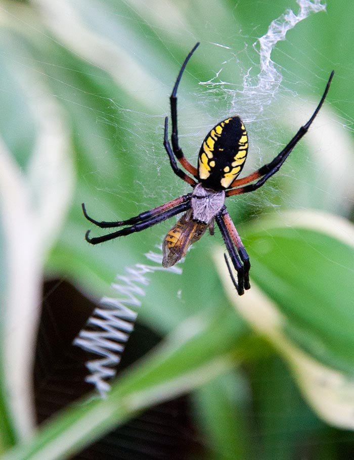 Yellow Garden Spider