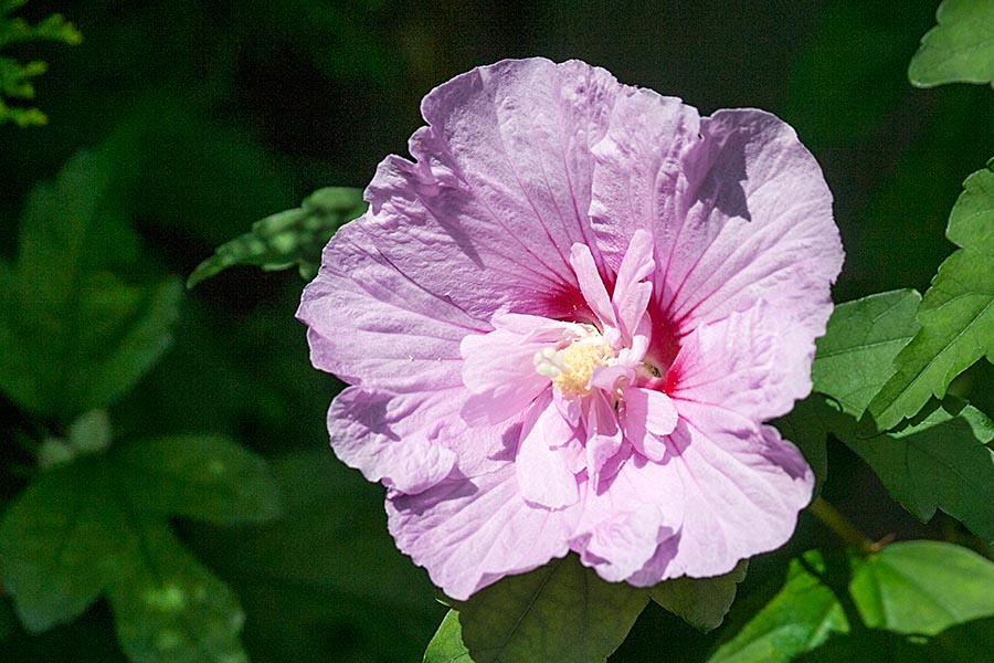 A New Rose of Sharon