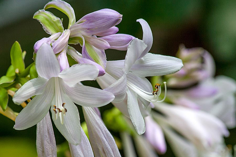 the Last Hostas in Bloom