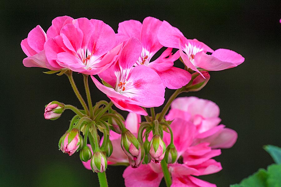 Pink Geraniums