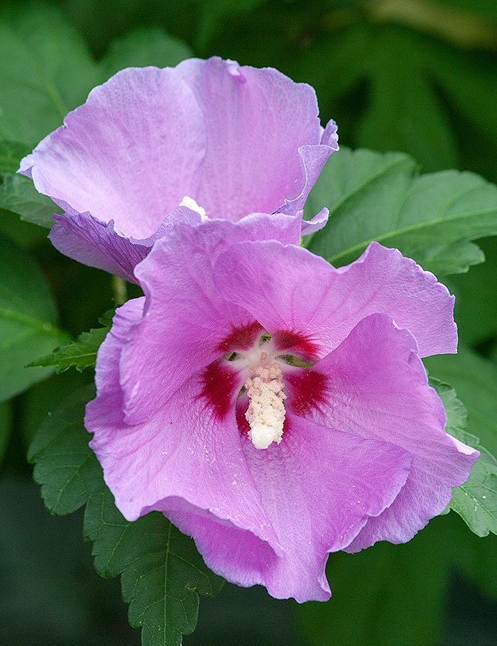 Rose of Sharon