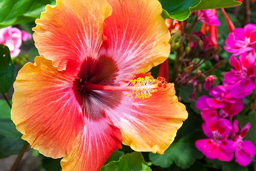 Beautiful Hibiscus