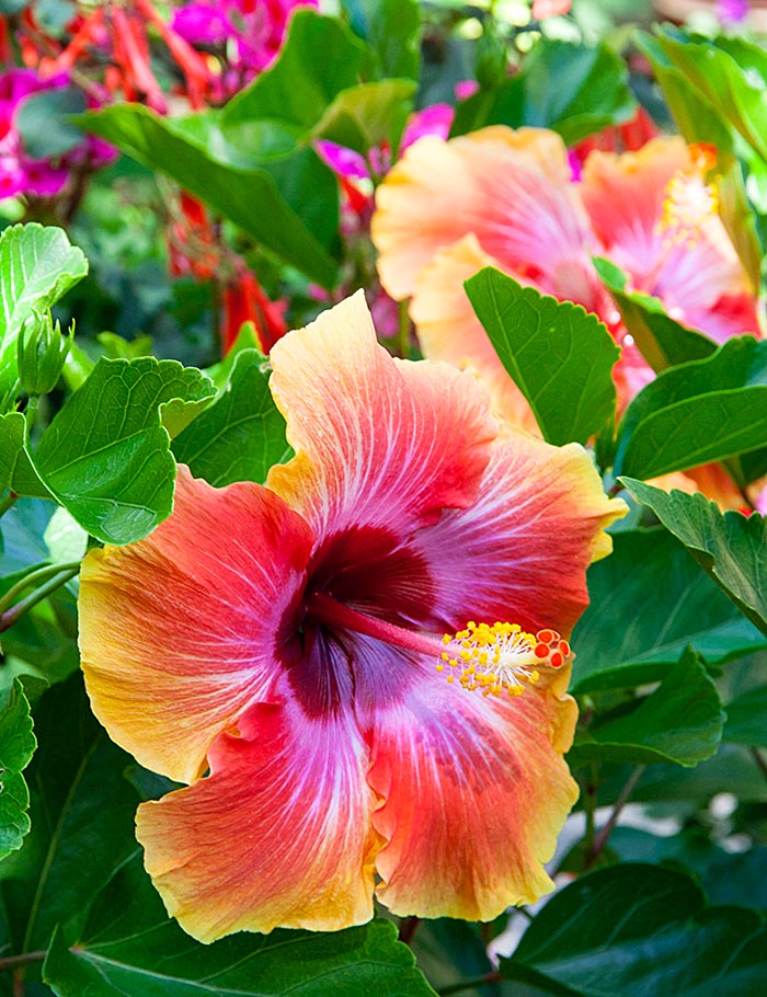 Exotic Hibiscus