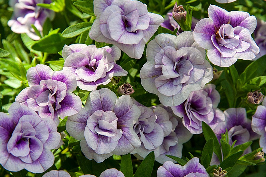 Double Million Bells