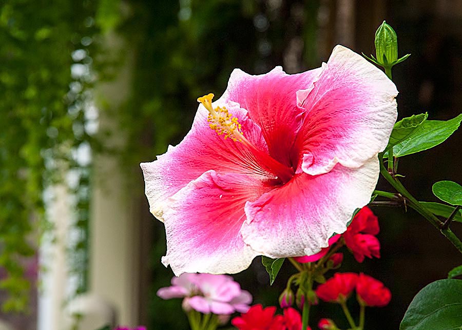 Favourite Pink Hibiscus
