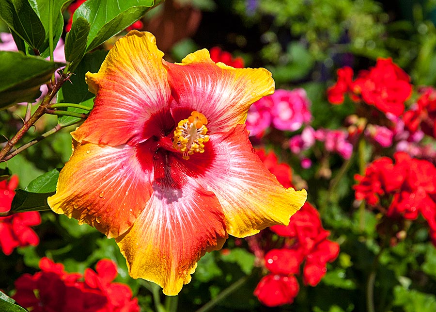 Marianne's Favourite