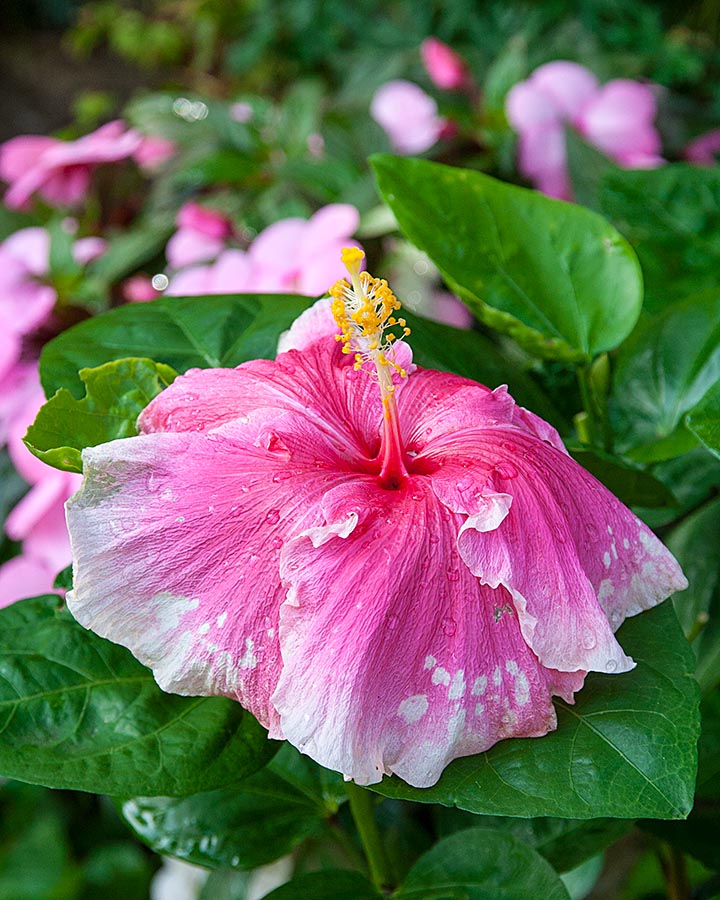 Droopy Wet Hibiscus