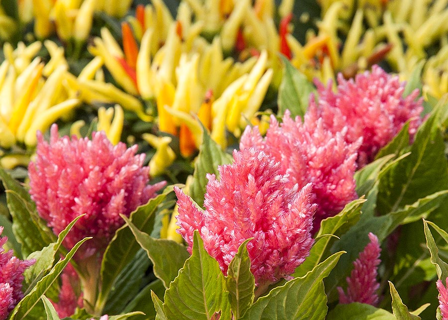 Pink Celosia & Peppers