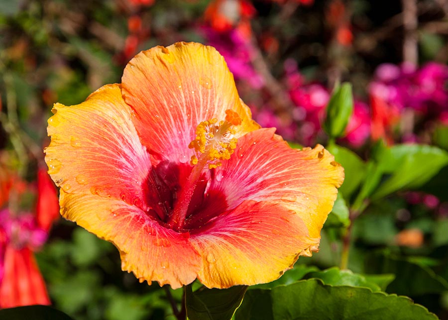 Sunny Hibiscus