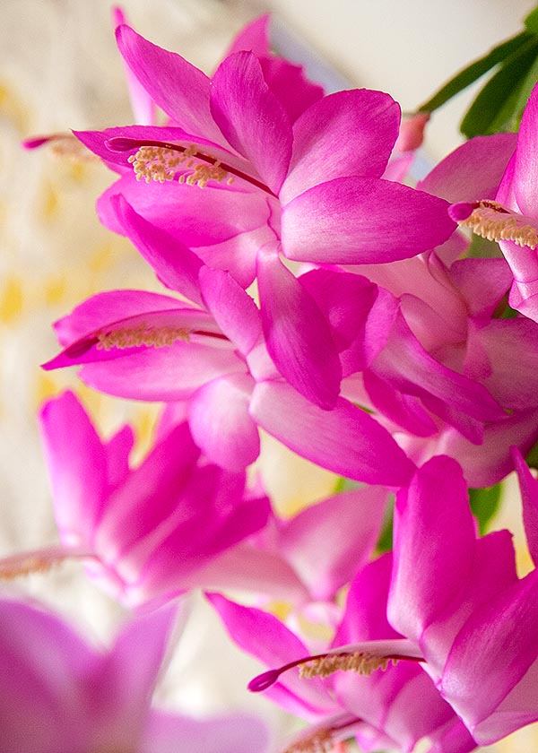 More Pink Christmas Cactus Flowers