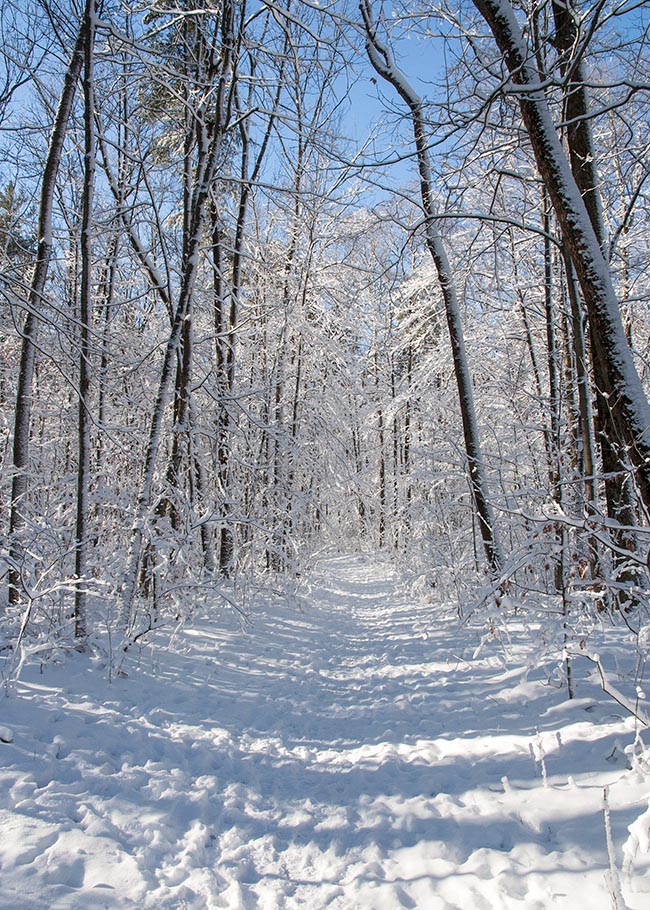 Trail into the Snowy Woods