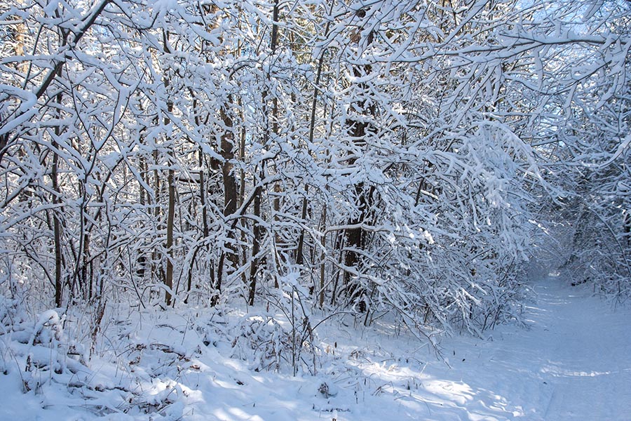 Snowy Bushes