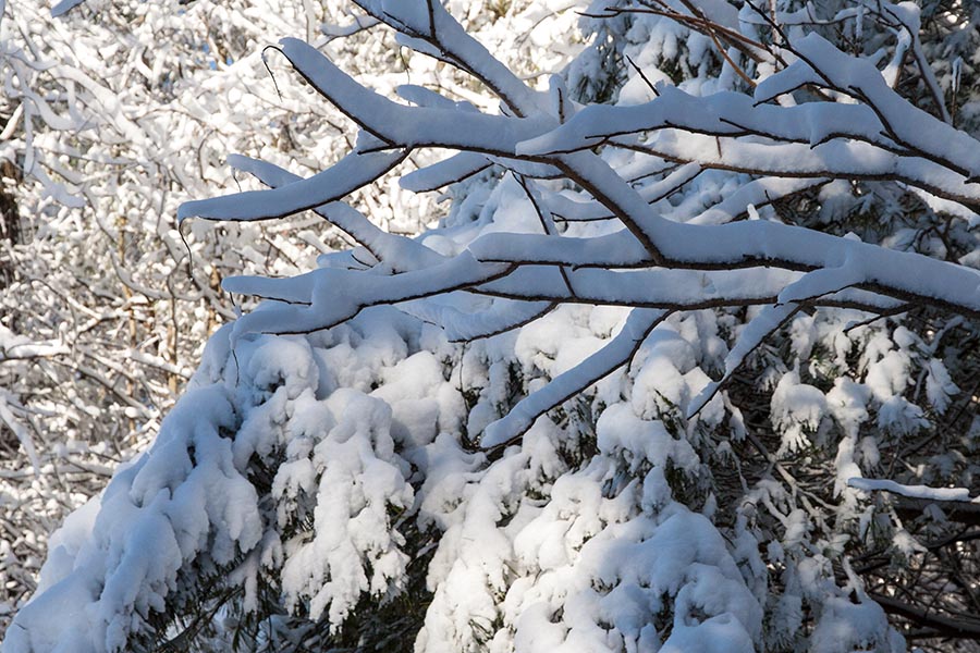 Snowy Branches