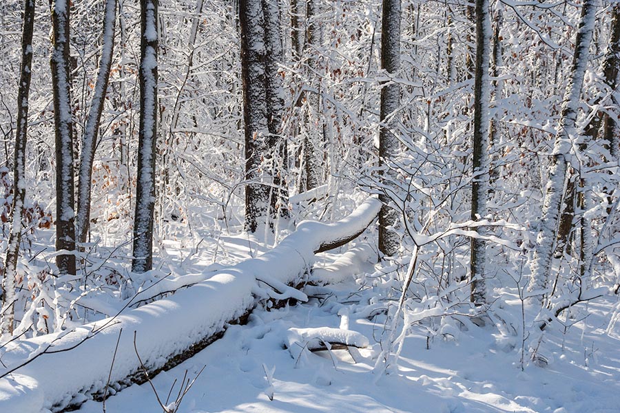 Snowy Woods