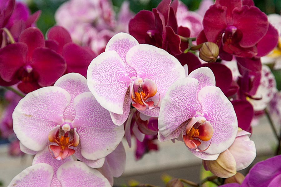 Orchids