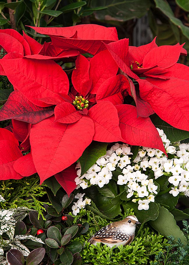 Under the Poinsettia
