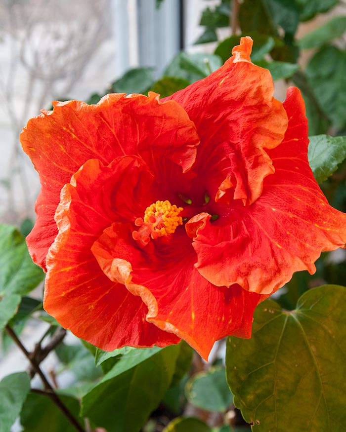 Sun Showers Hibiscus