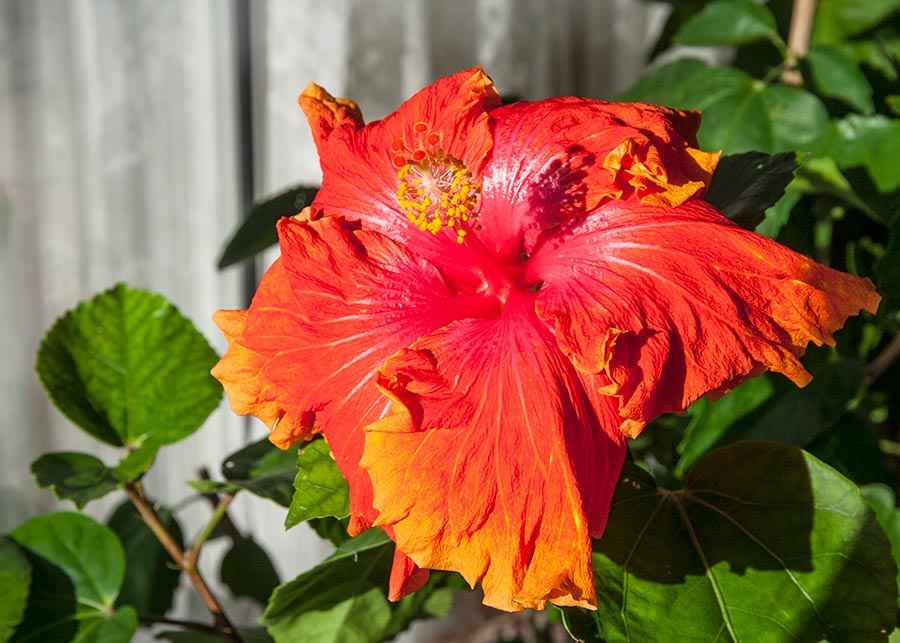 Sunny Hibiscus
