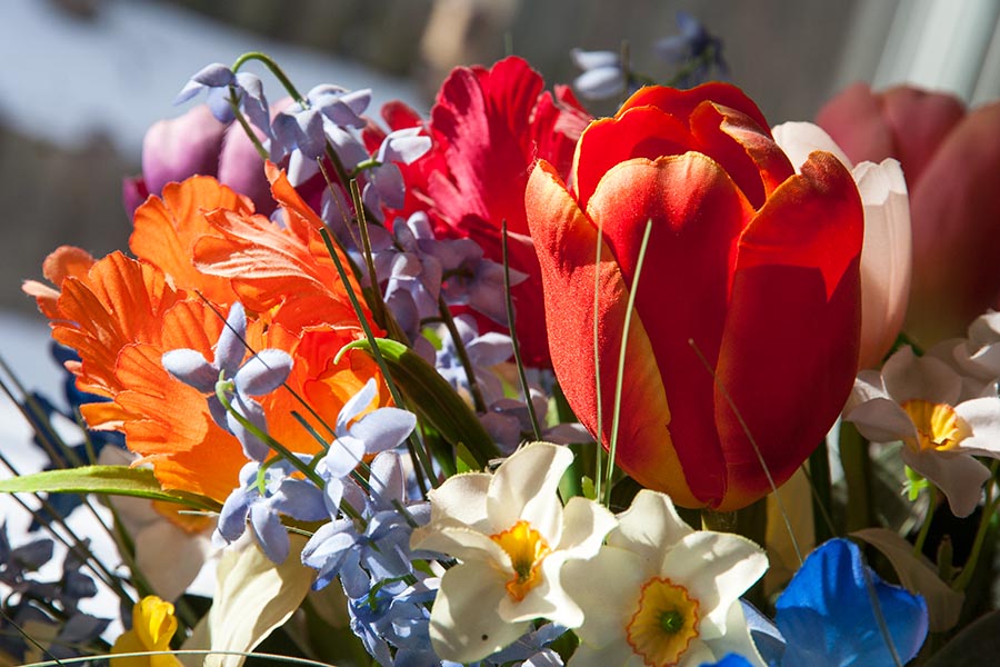 More Sunny Spring Flowers